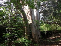 Parco Cosentini
